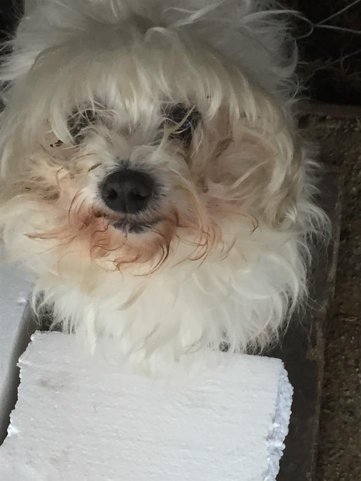 Maltezer-