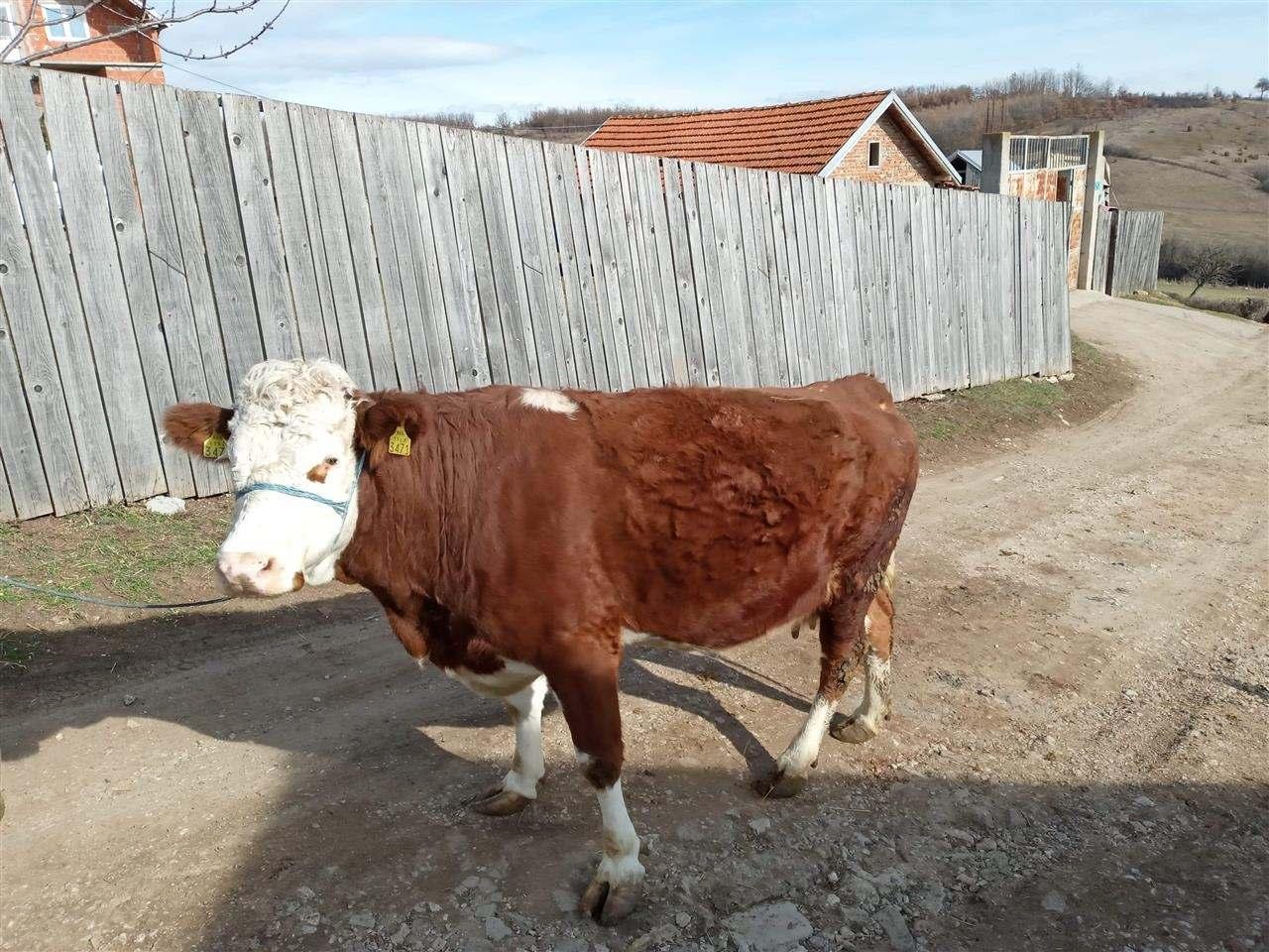 mshtjerr-sdyti