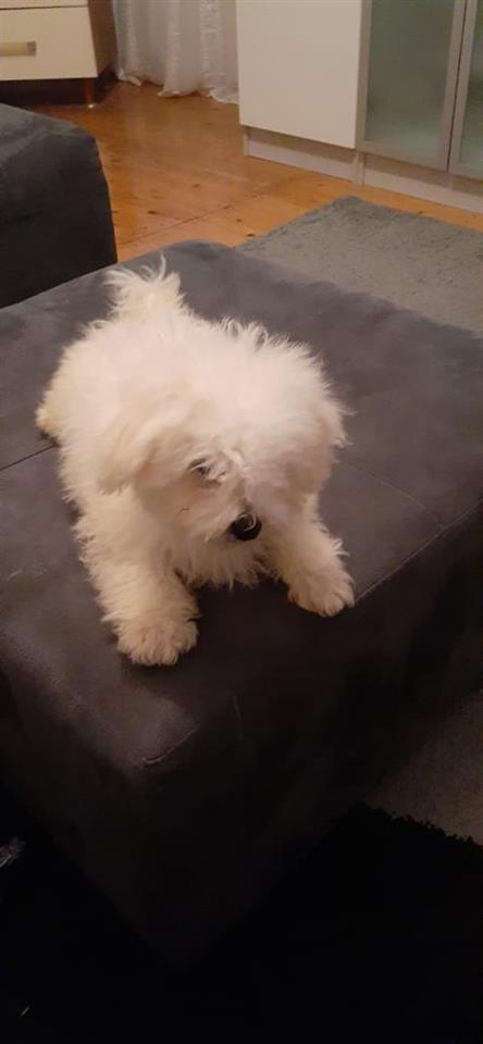 Bichon-frese----extra-qmim