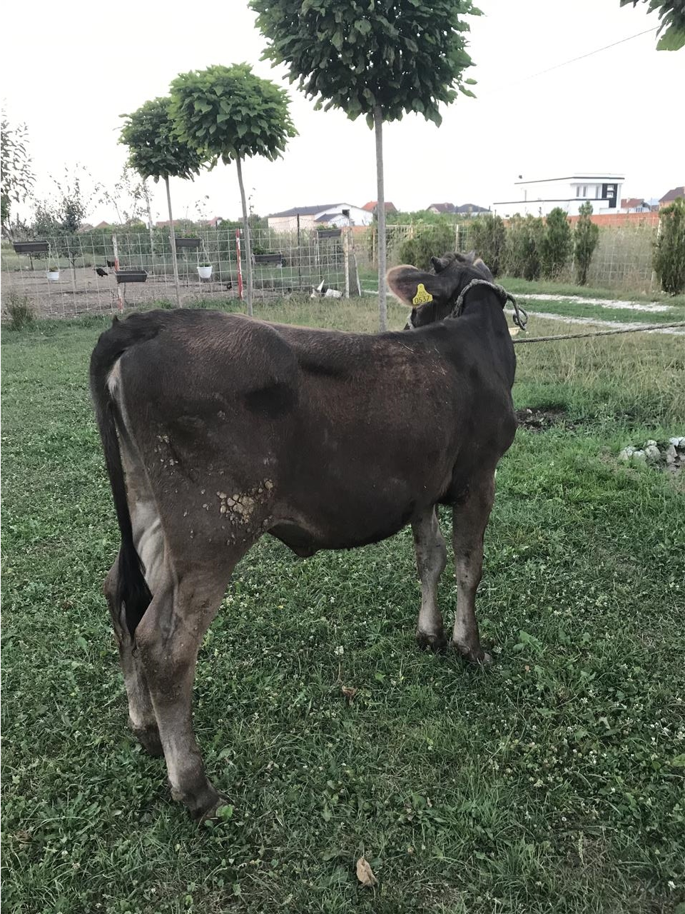 Mshtjerr