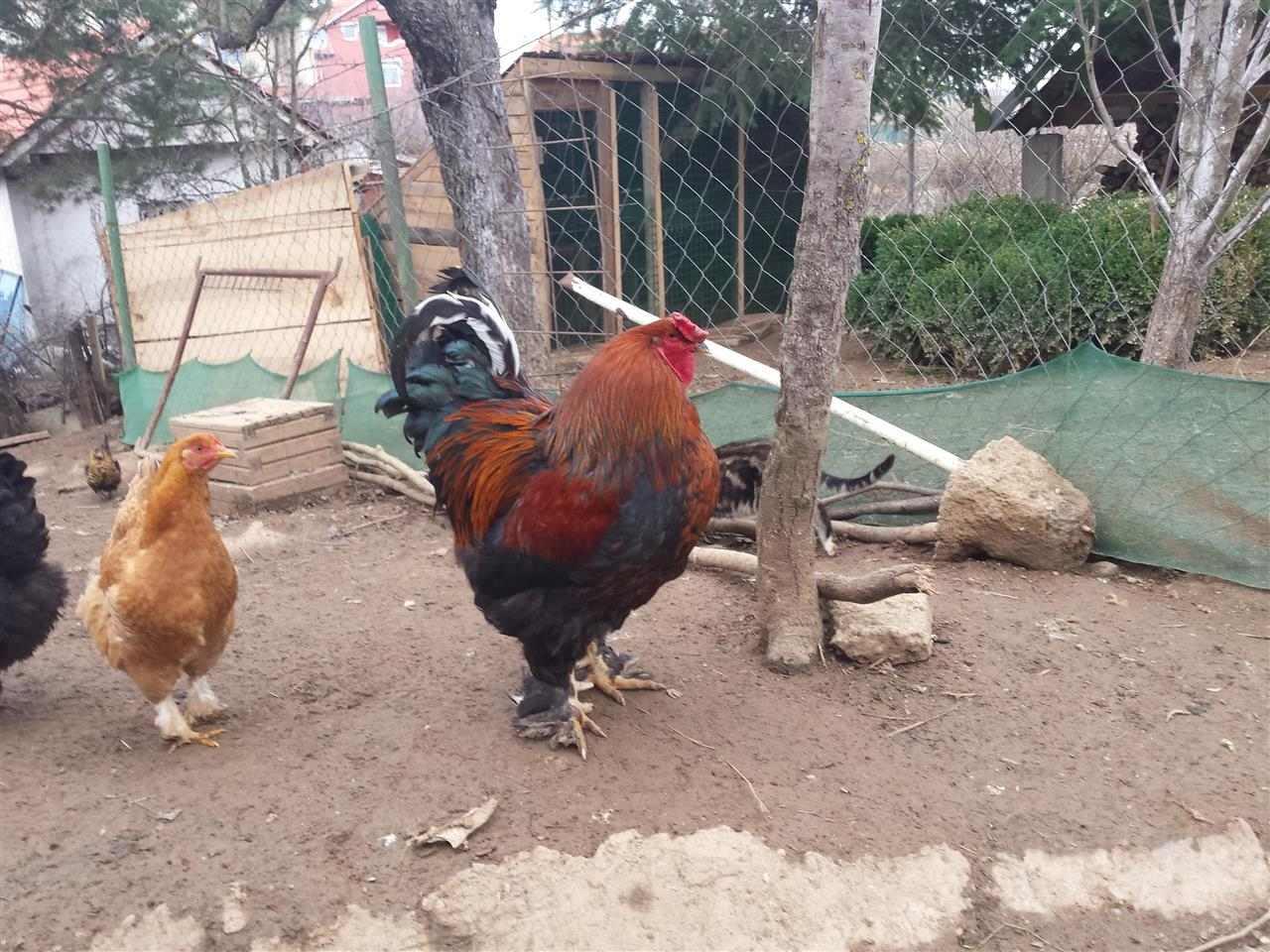 Fazana