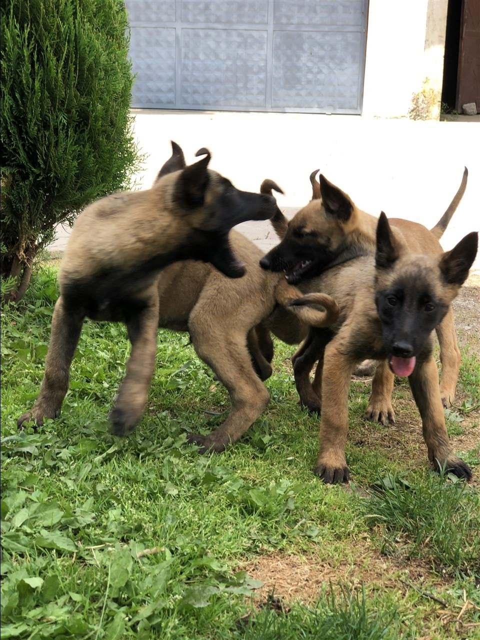 Klysh-MALINOIS