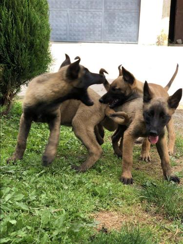 Klysh MALINOIS