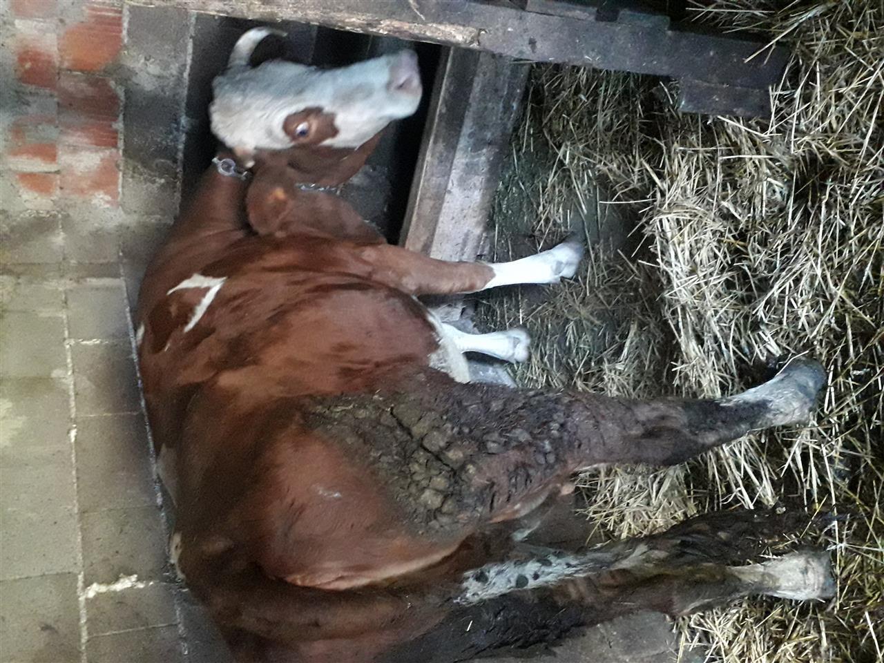 shes-lopen