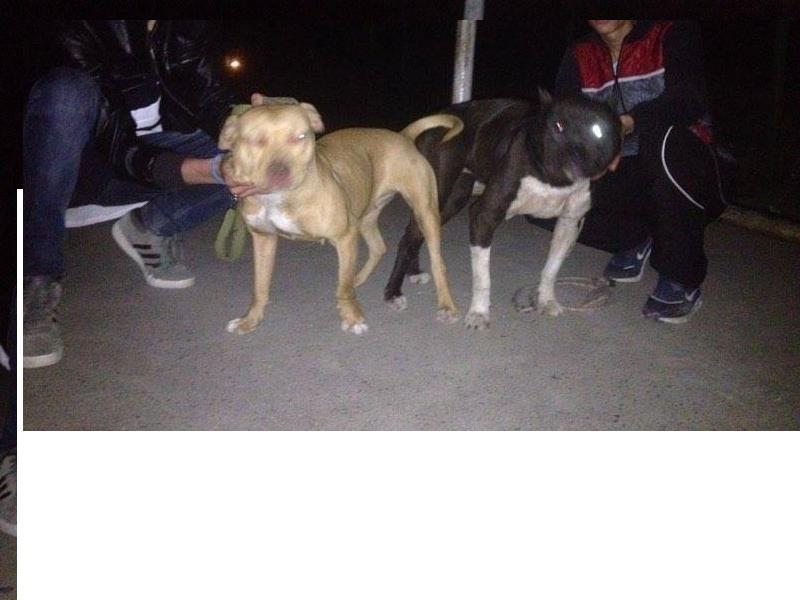 Pitbull