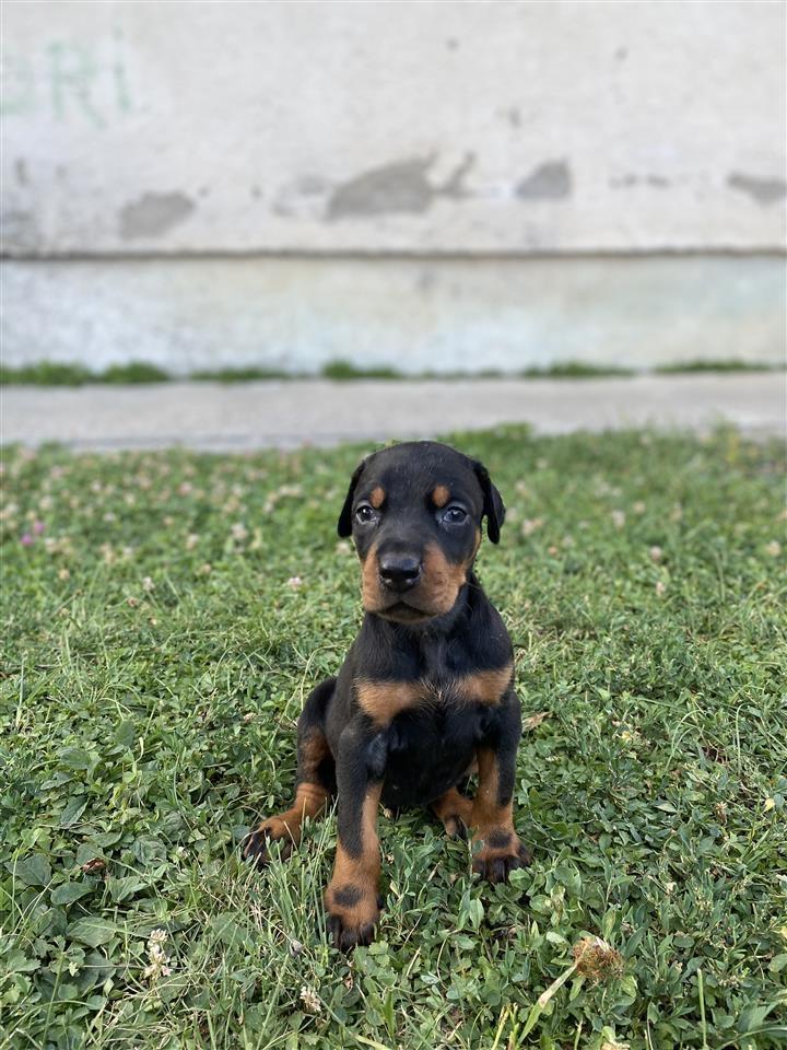 Doberman