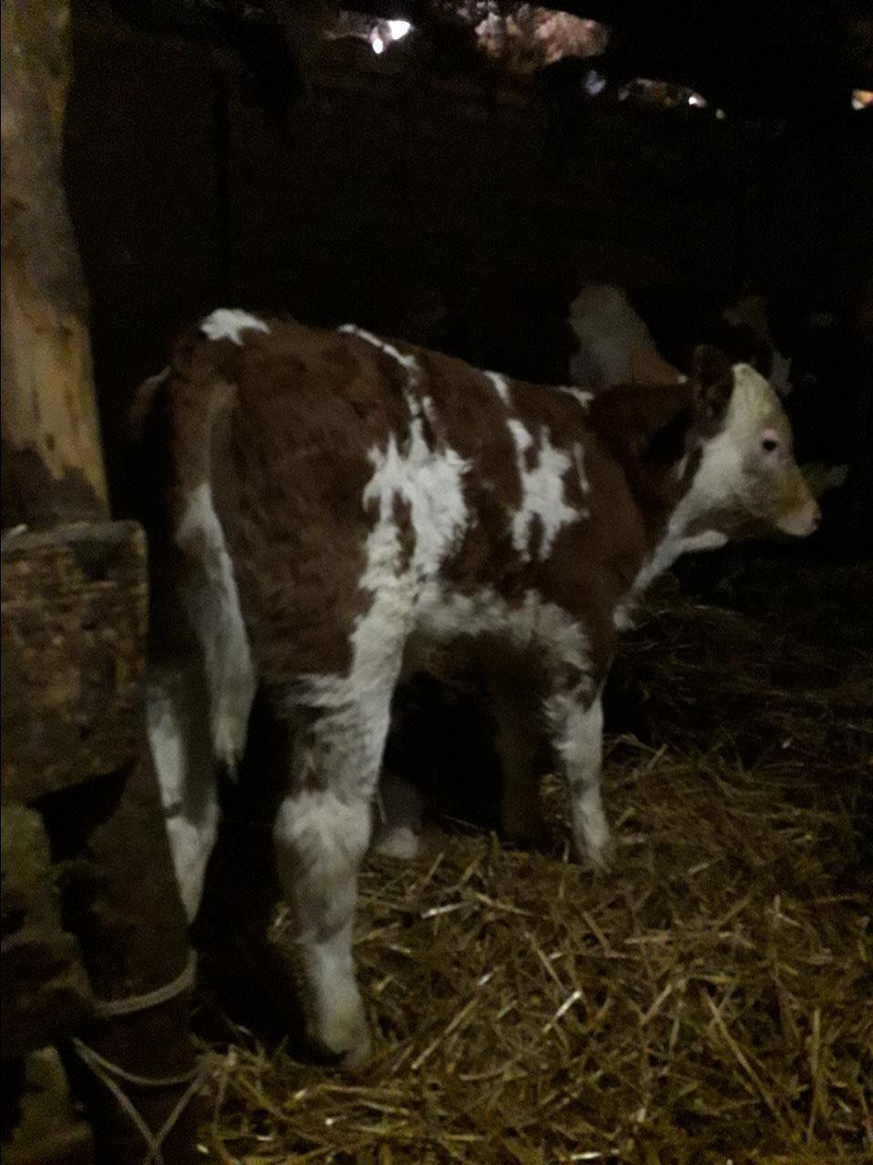 U-shiten-flm
