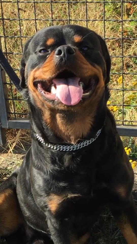 Rotweiler