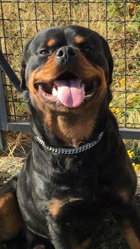 Rotweiler
