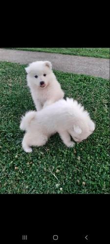 Samoyeda