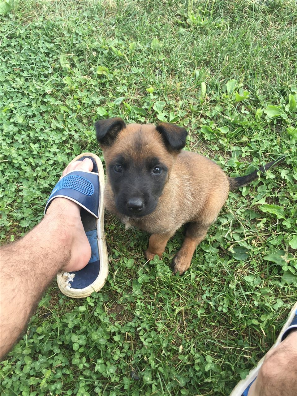 Malinois