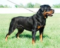Rotweiler