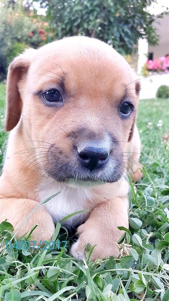 Pit-Bull-Femer-
