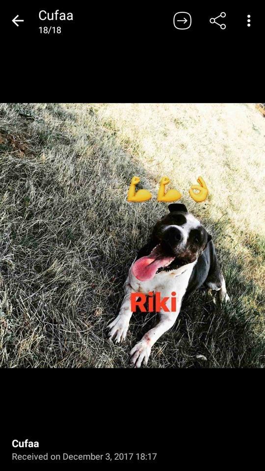 Ushit-pit-bull