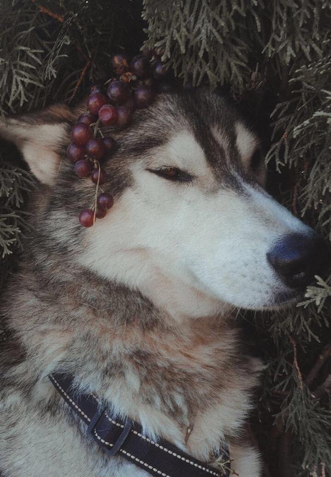 Husky-