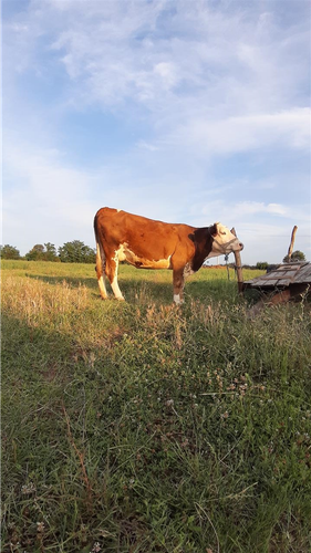 Lop