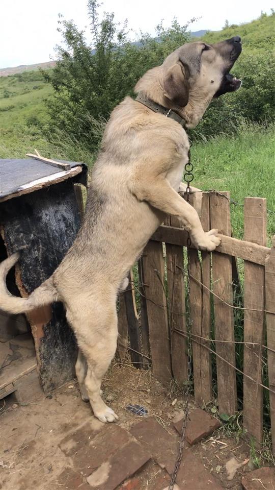 Kobi