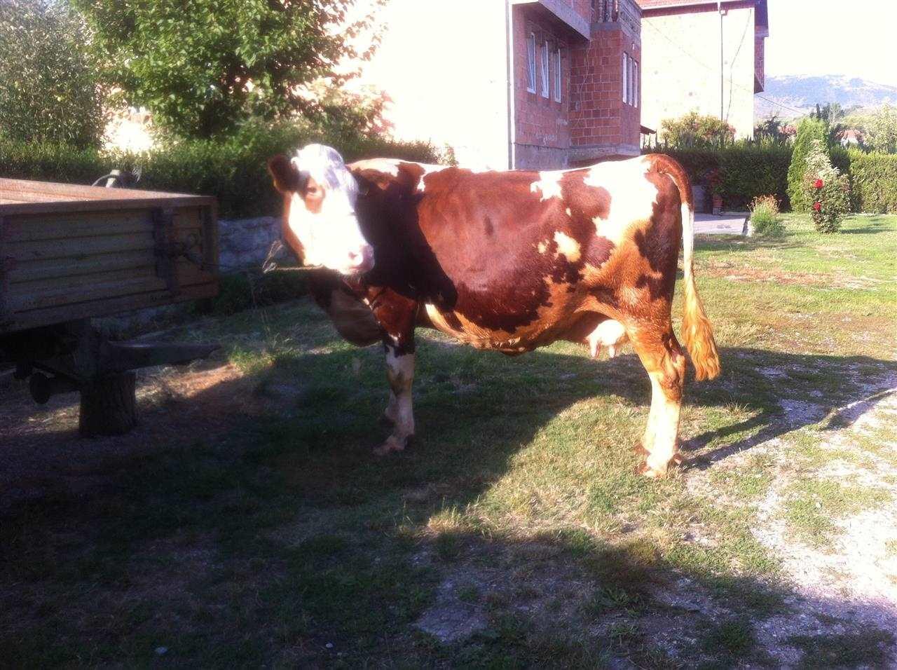 Lopë