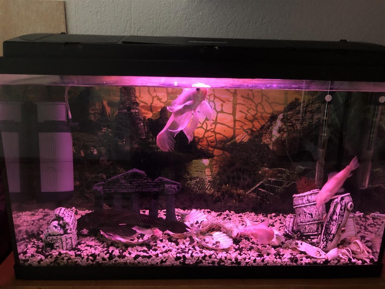 Akvarium