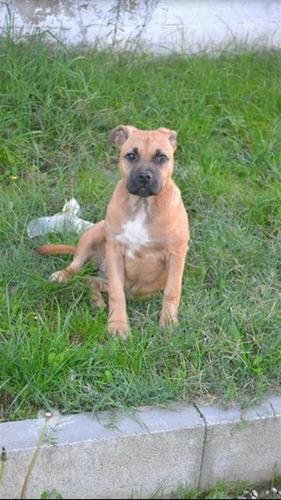 Pitbull