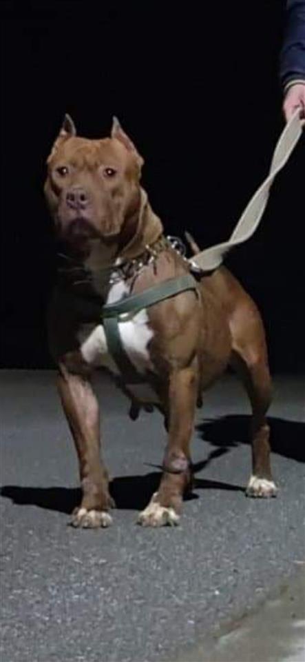 PITBULL