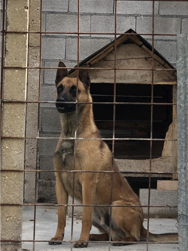 Belgian malinois