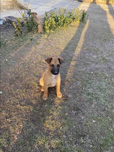 Malinois belg