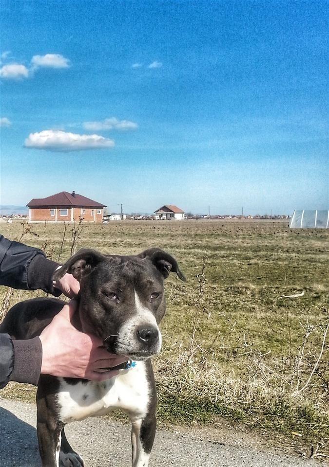 Pitbull