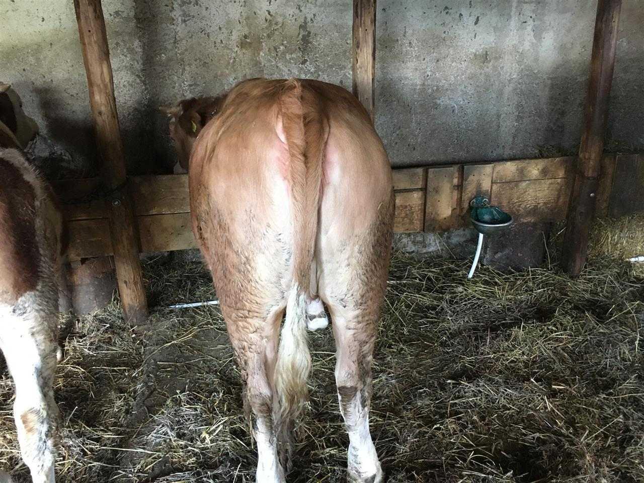 Mshtjerr-12muj-