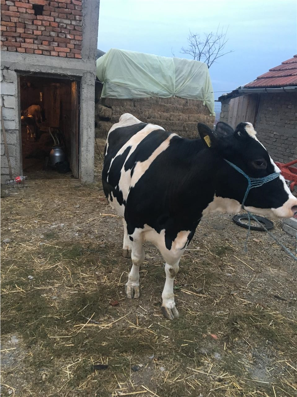 lops