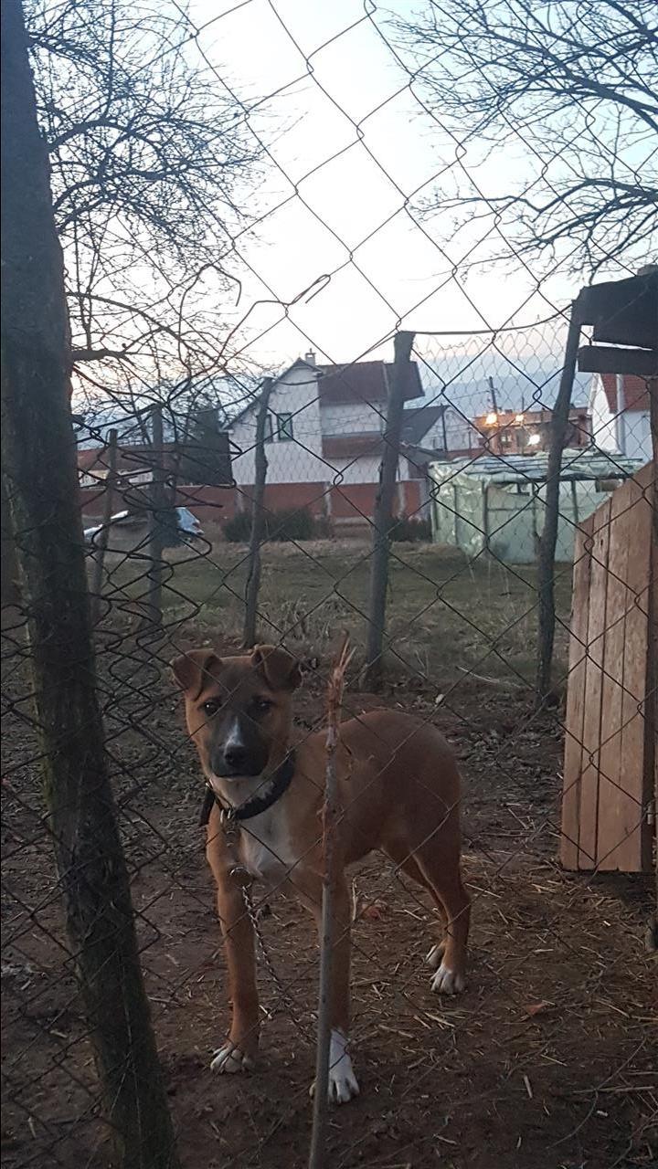 Shitet-pitbull-mix