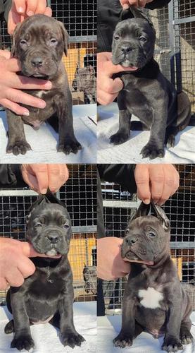 Cane Corso