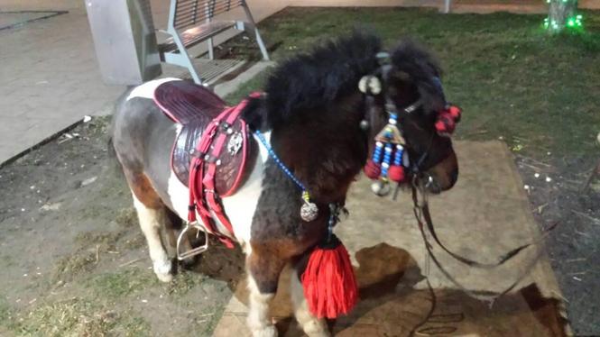 Shitet mini poni ....