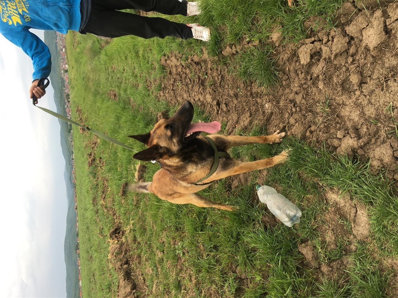 Belgian-Malinois