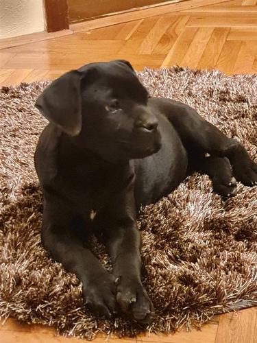 Cane Corso