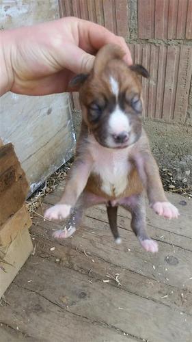 Pitbull