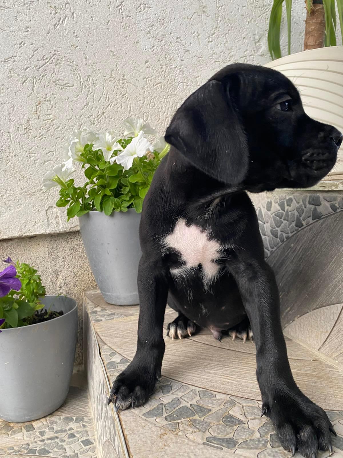 Cane-Corso