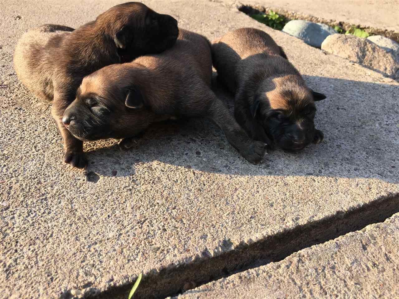 Belg-
