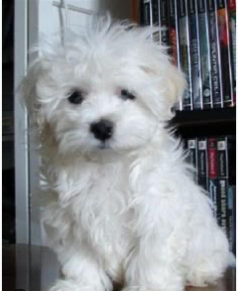 Mini-maltezer