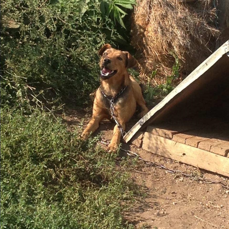terrier