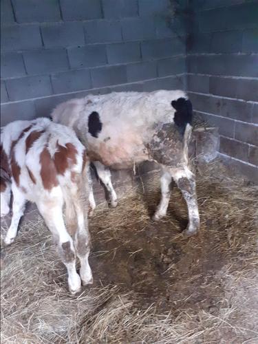 Mzati