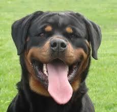Rottweiler