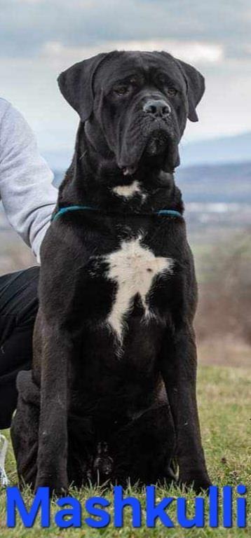 Cane-corso