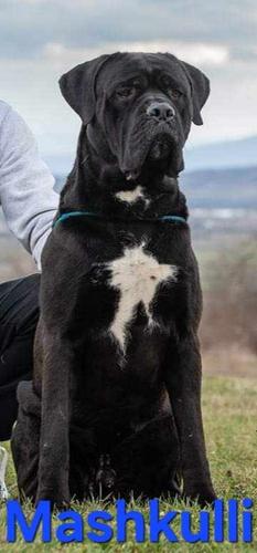 Cane corso