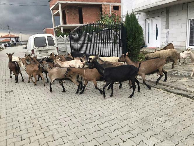 Shiten dhit barsa