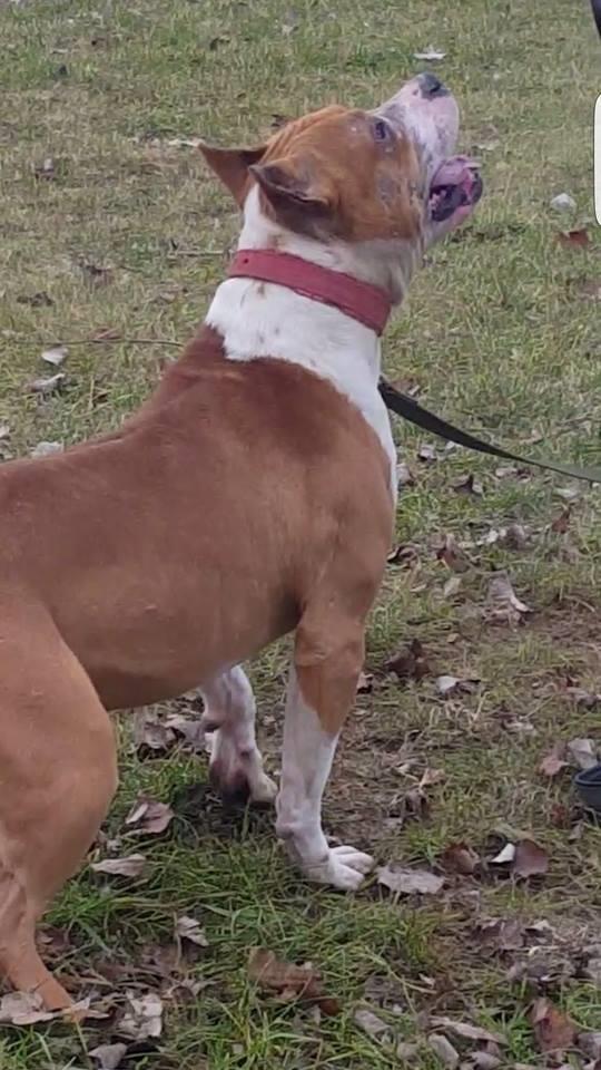 Pit-bull