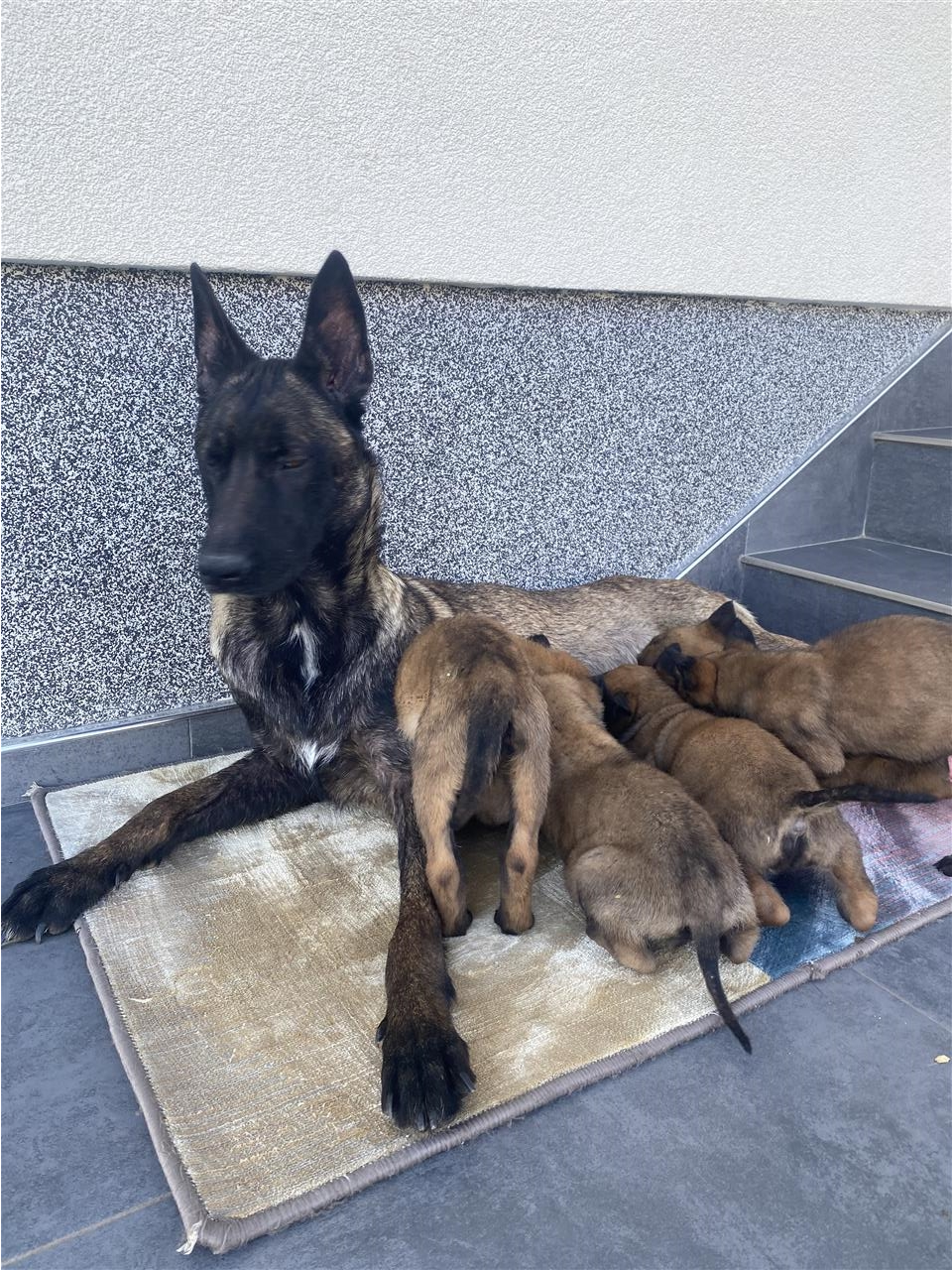 Belg-malinois-