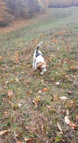 Beagle