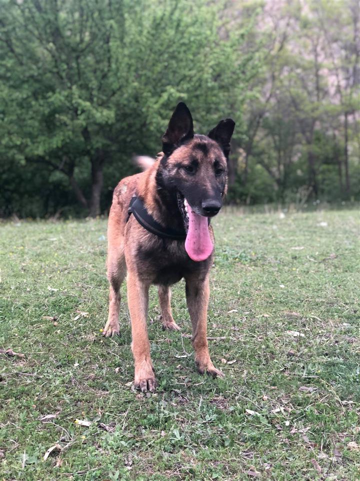 Belg-malinois