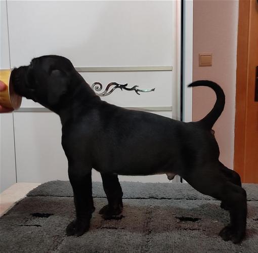 Cane Corso